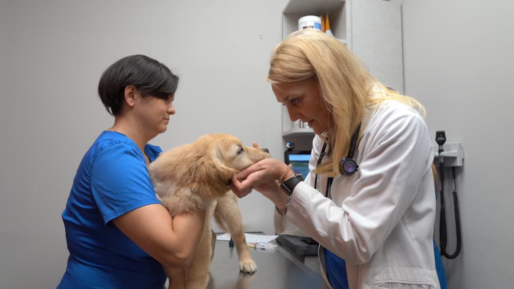 Vet doctor visits dog patient with nurse
