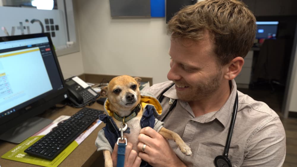 Vet doctor holds up little chihuahua