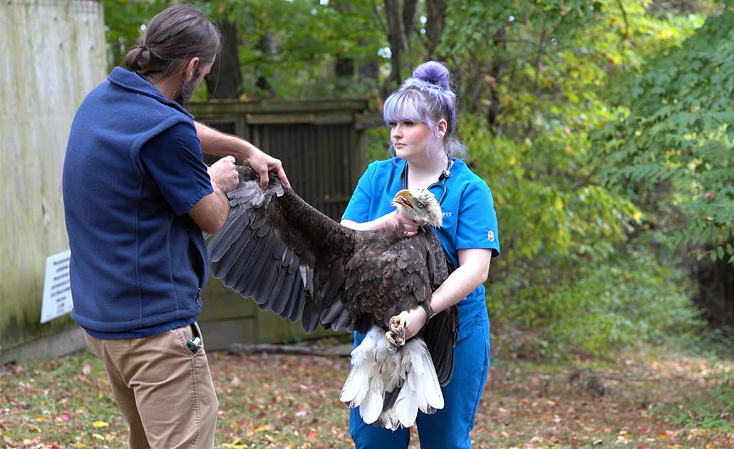 CLAH examining eagle