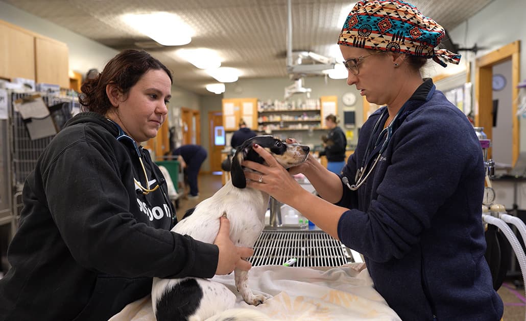 CLAH vet examining dog