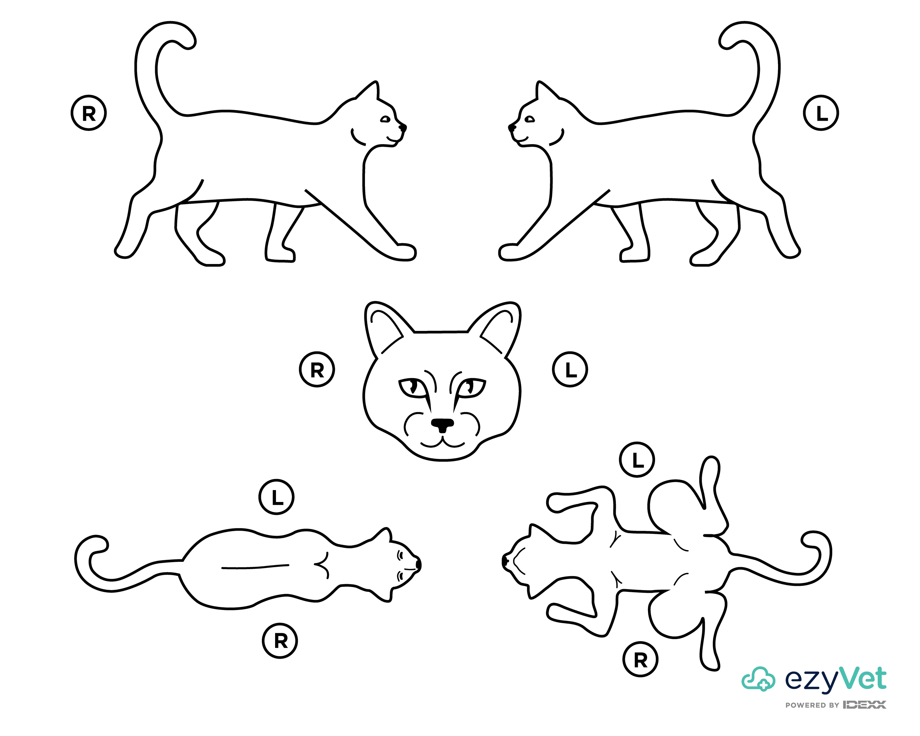 Cat Feline Body Map for vets and annotation