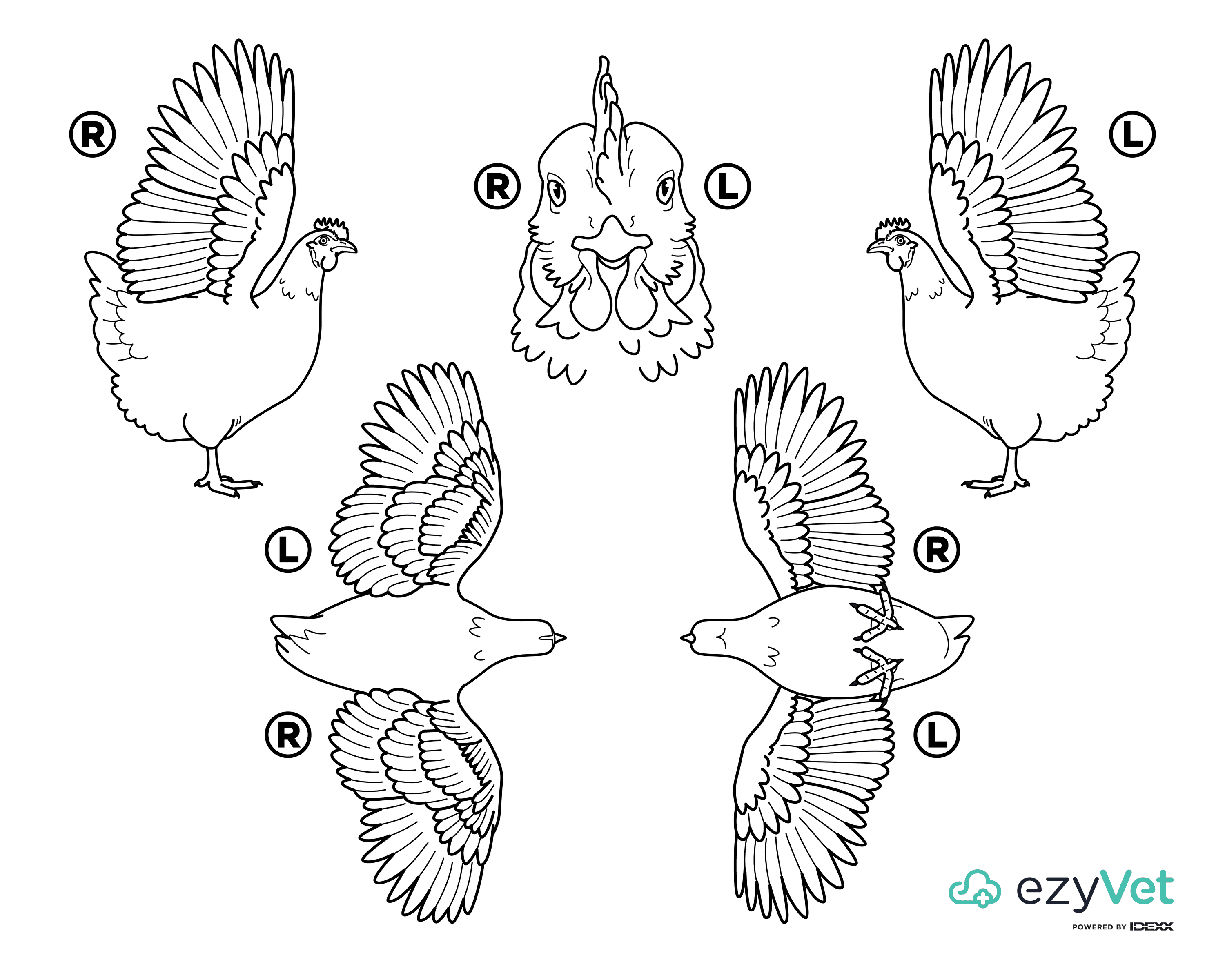 Animal body map images for veterinary professionals | ezyVet