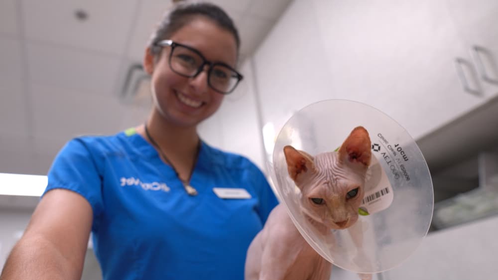 vet nurse smiles with cat and cone