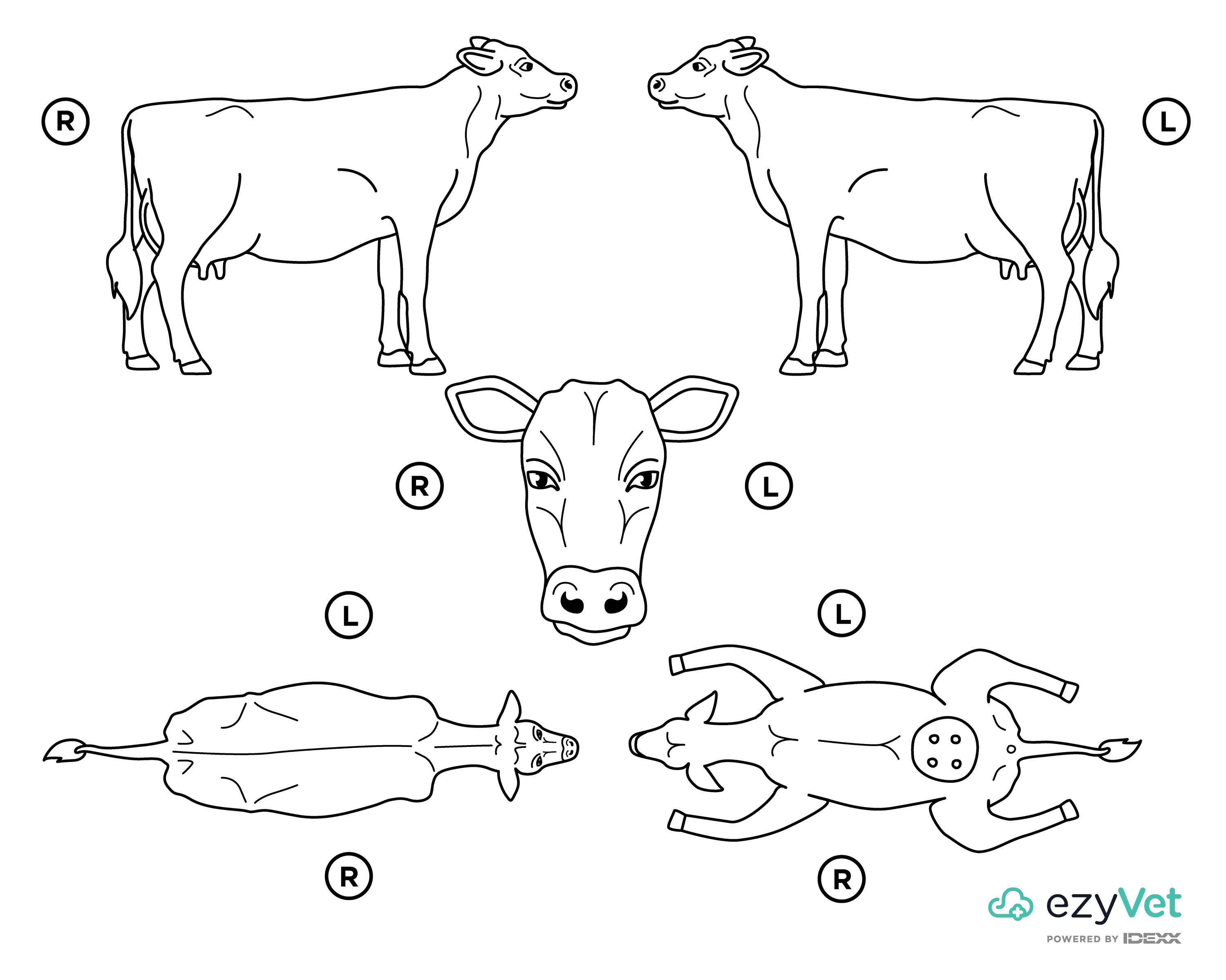 Cow Bovine Body Map for Vets Annotation