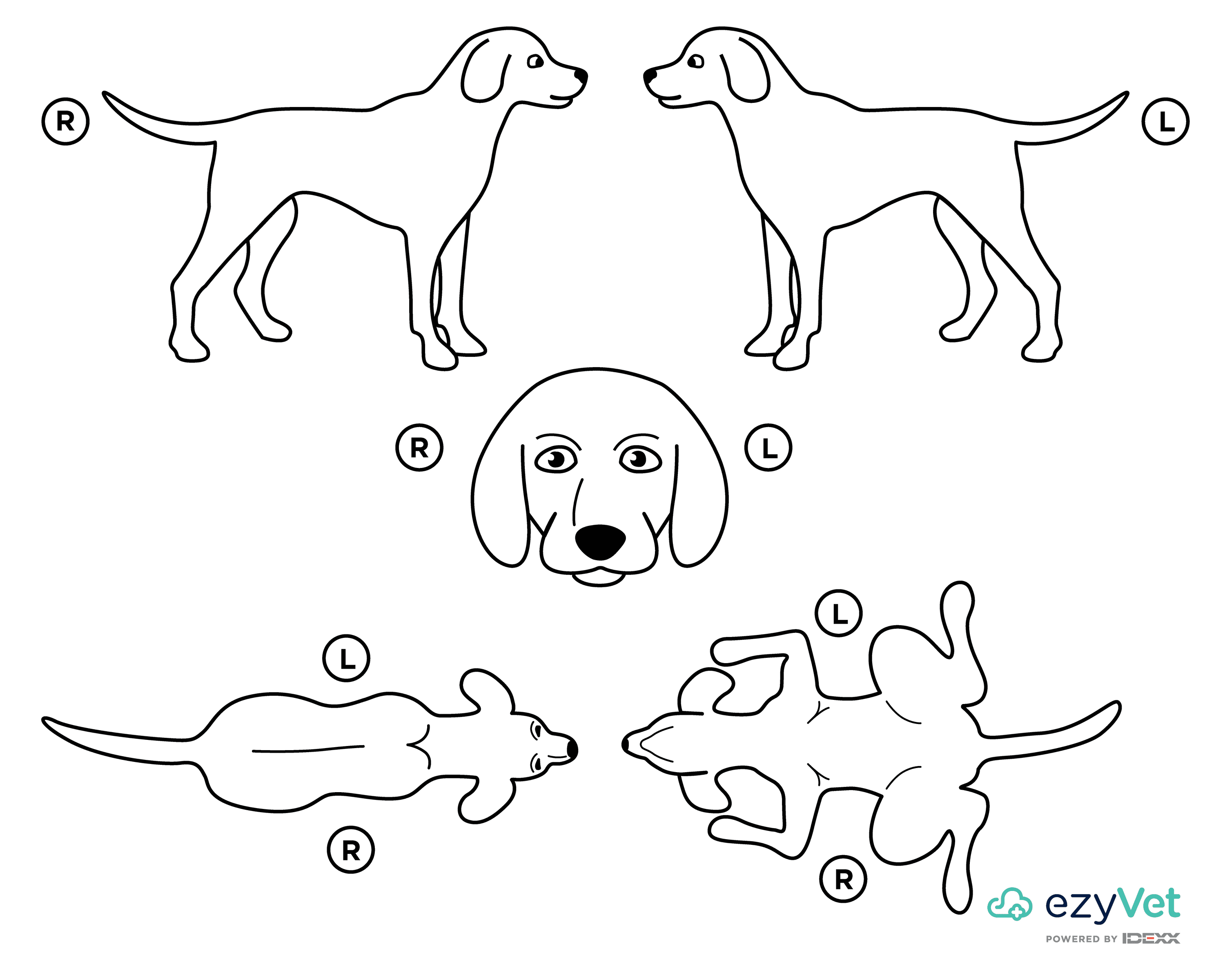 Dog Canine Body Map for vets and annotation