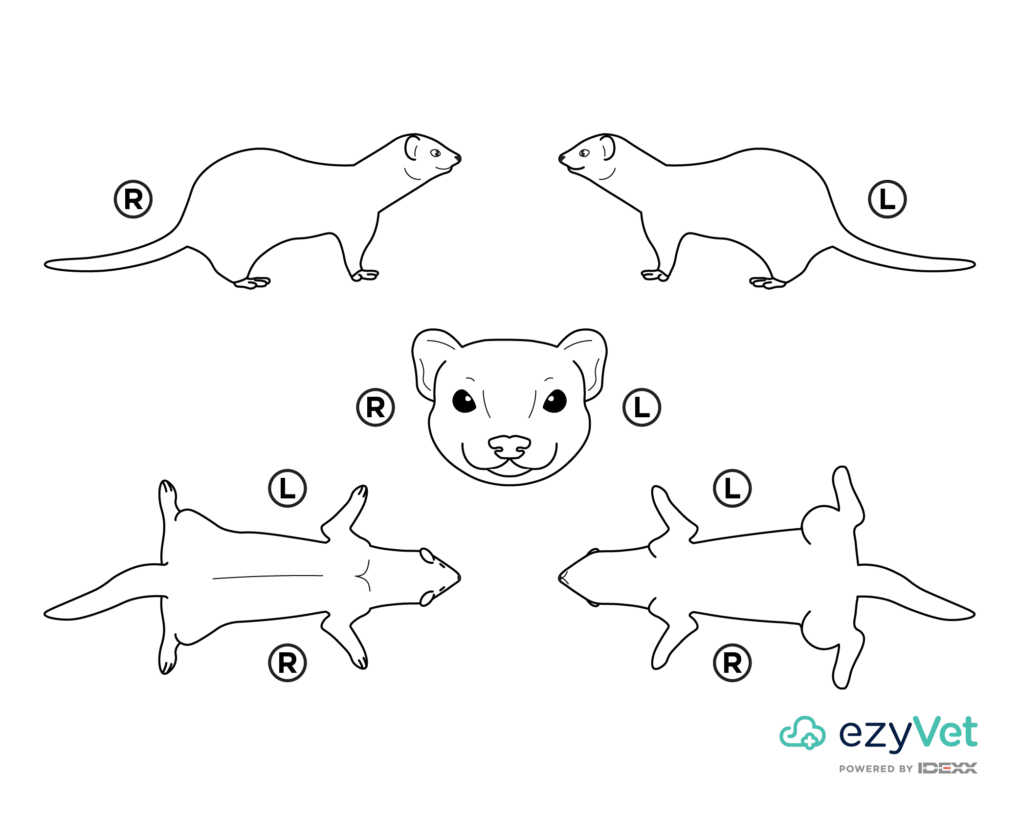 Ferret Body Map for vets and annotation