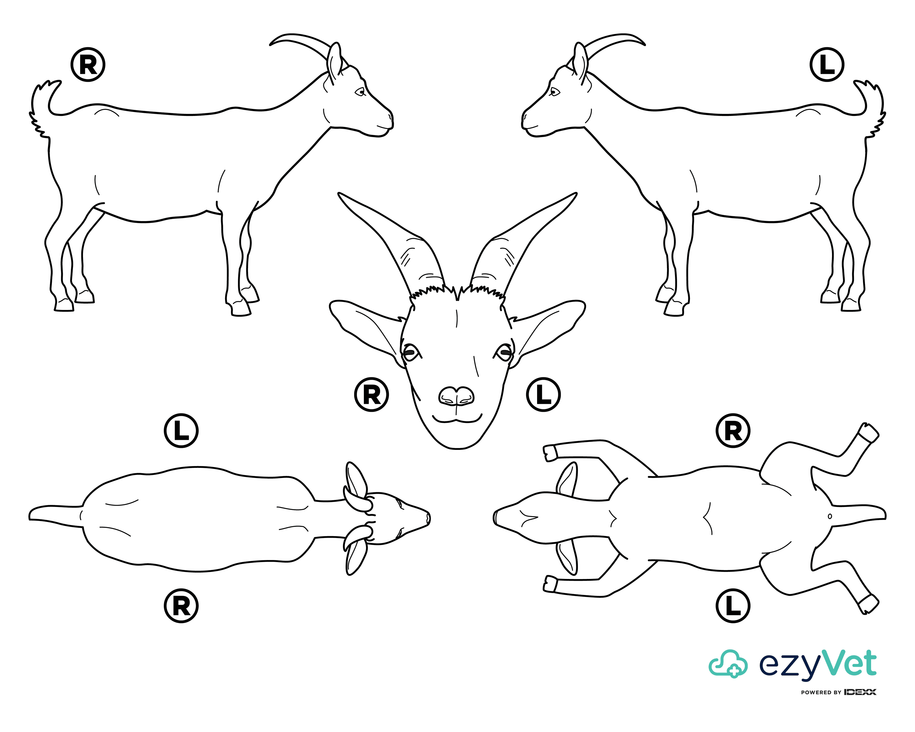 Goat Body Map