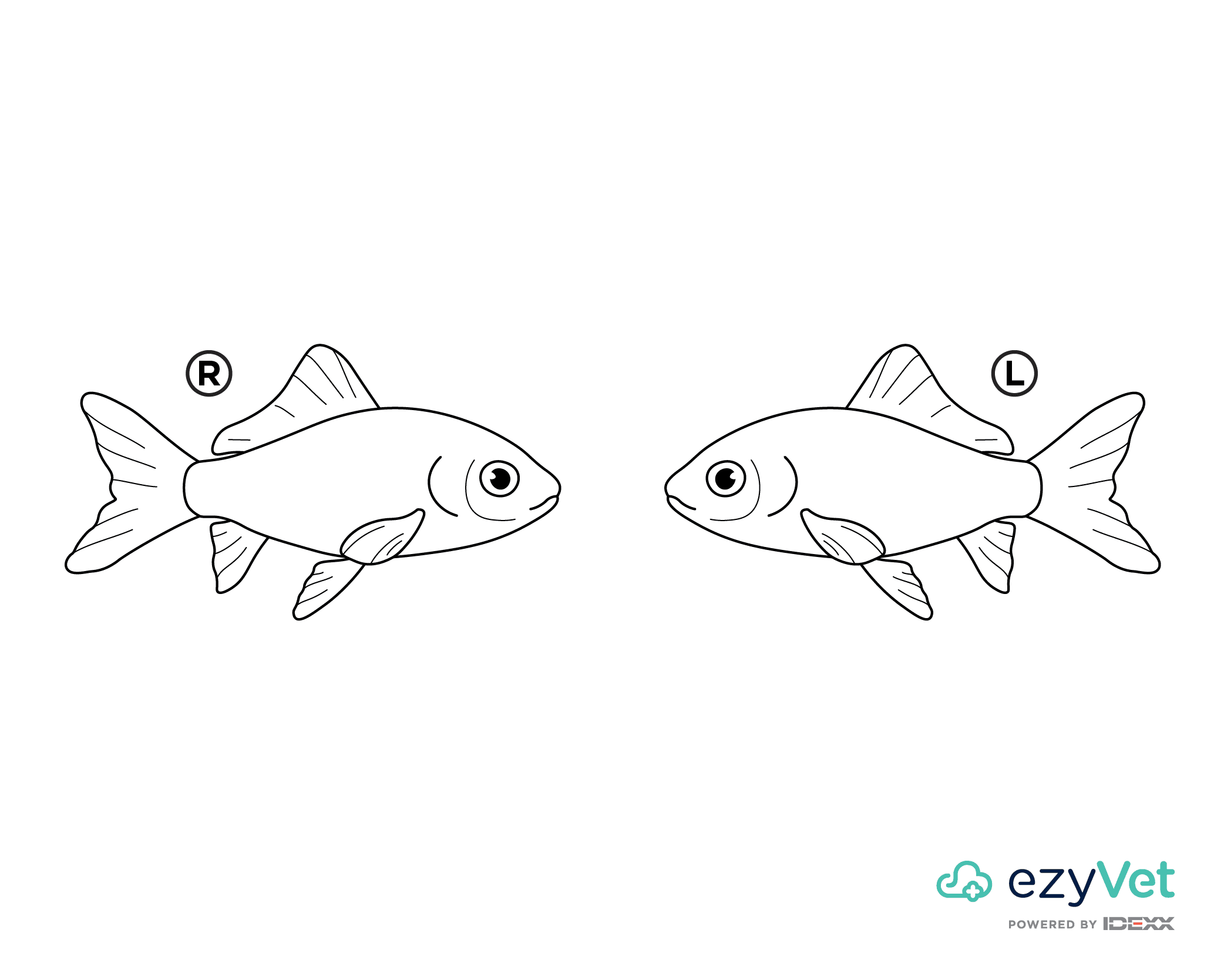 Downloadable fish body map image