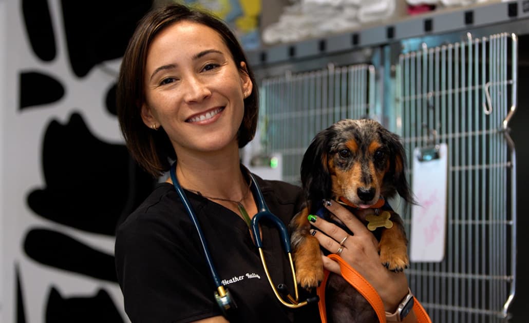 Green Dog vet with a dachshund