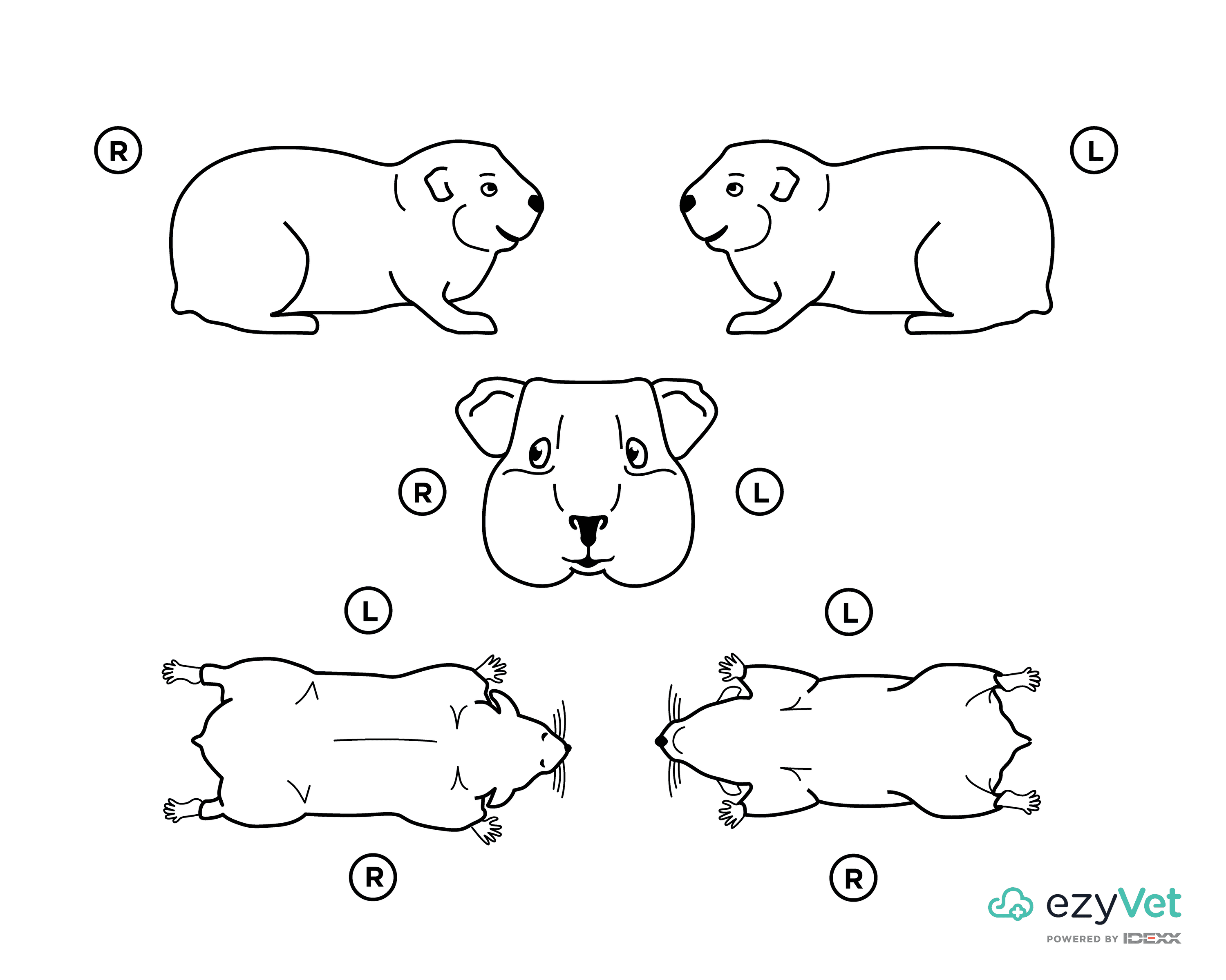 Hamster Rodent Body Map for Vets Annotation