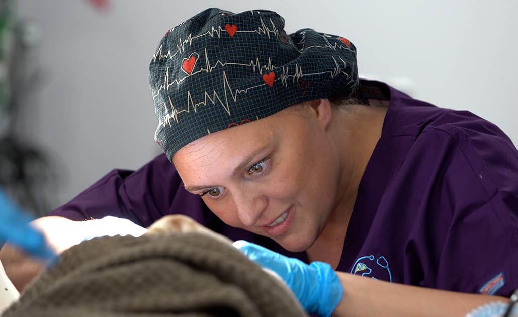 Highlands DVM exam