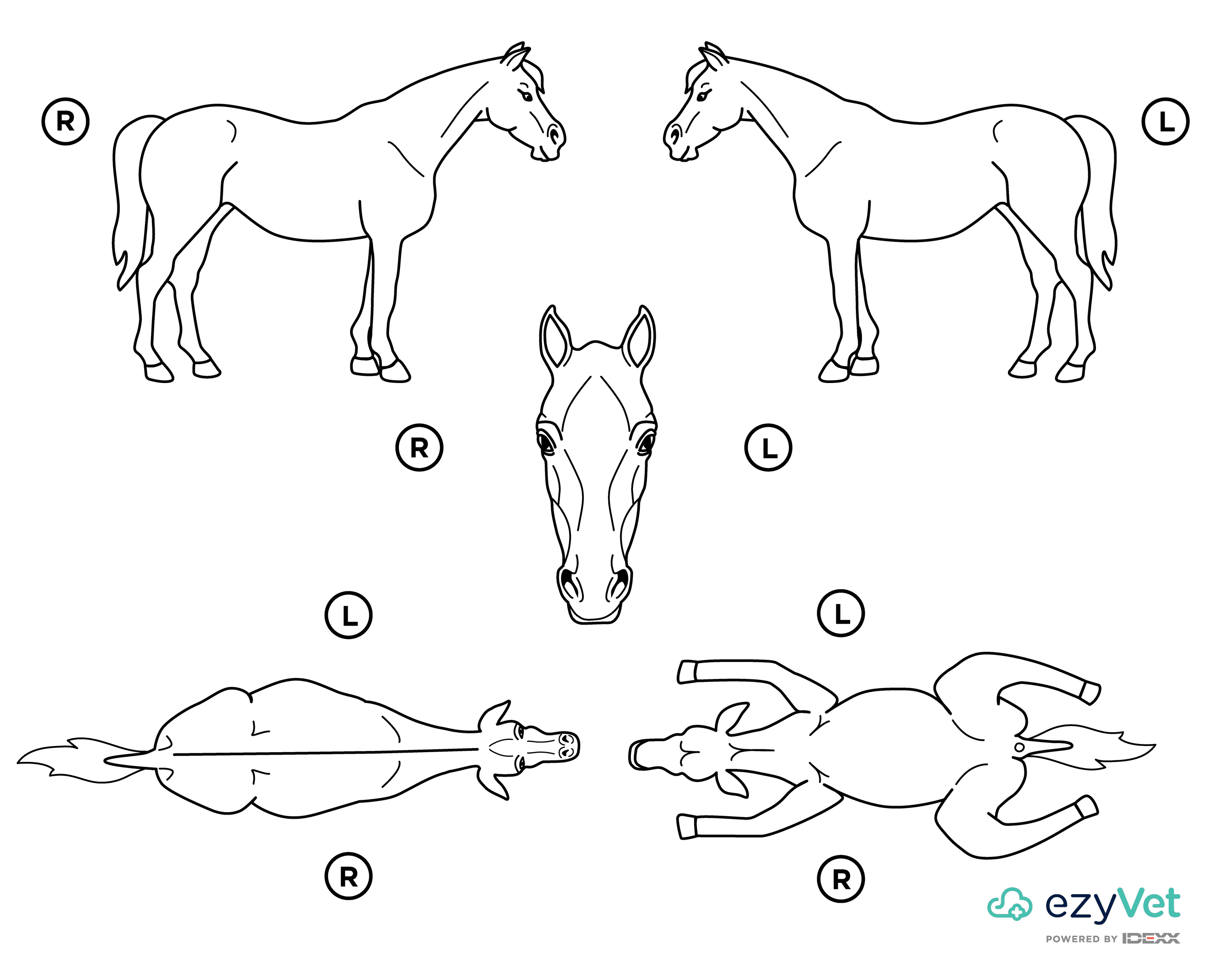 Horse Equine Body Map for Vets Annotation