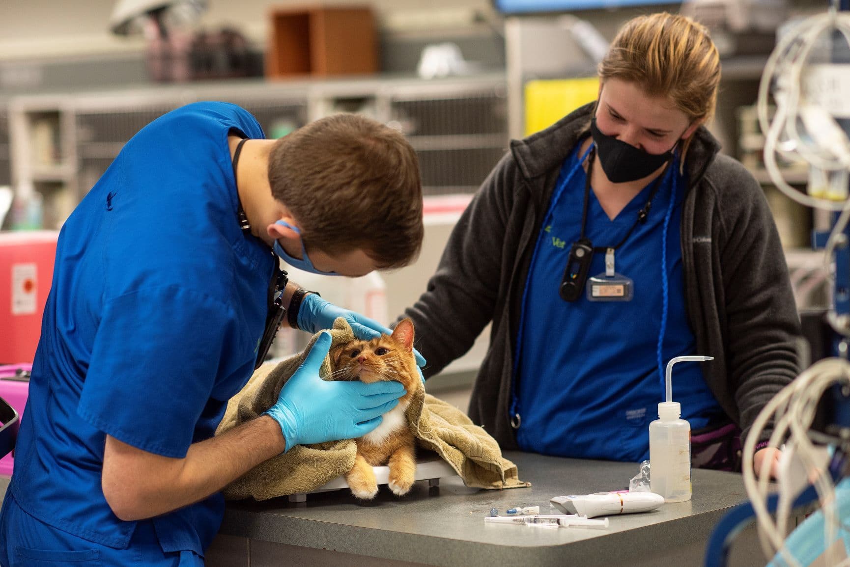 IndyVet vet doctor examining patient cat