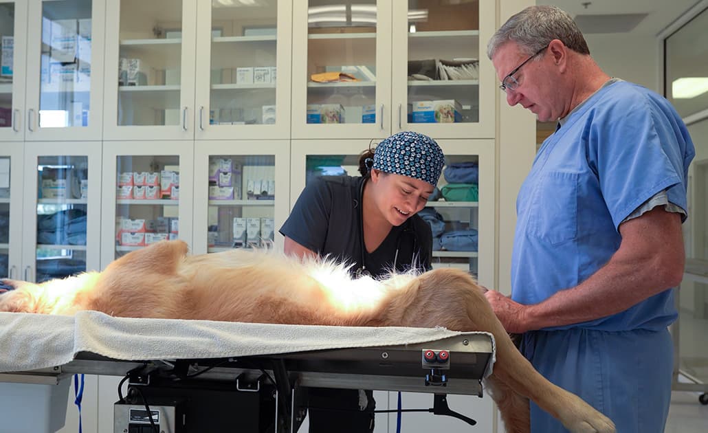 Veterinary staff examining Labrador