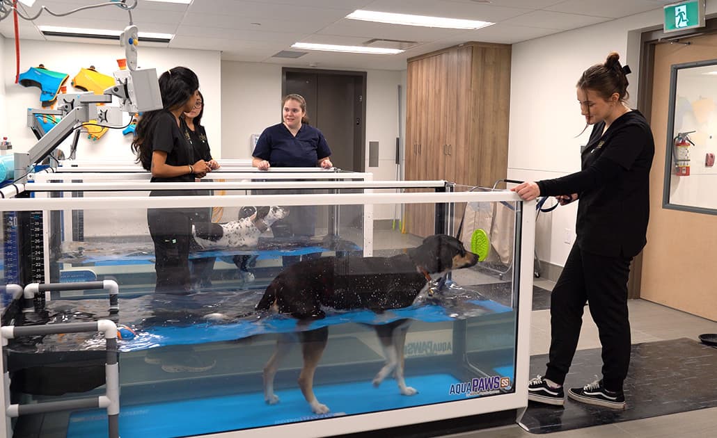 Dog on water treadmill