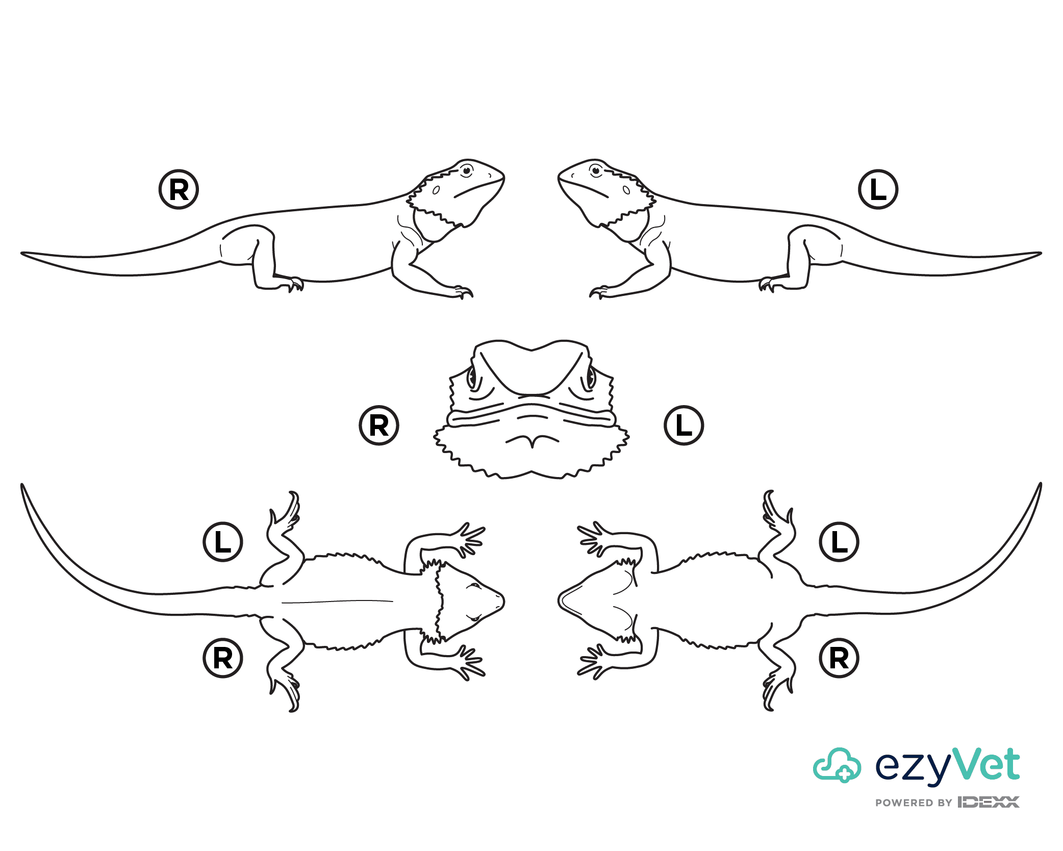 Lizard (Bearded Dragon) Body Map