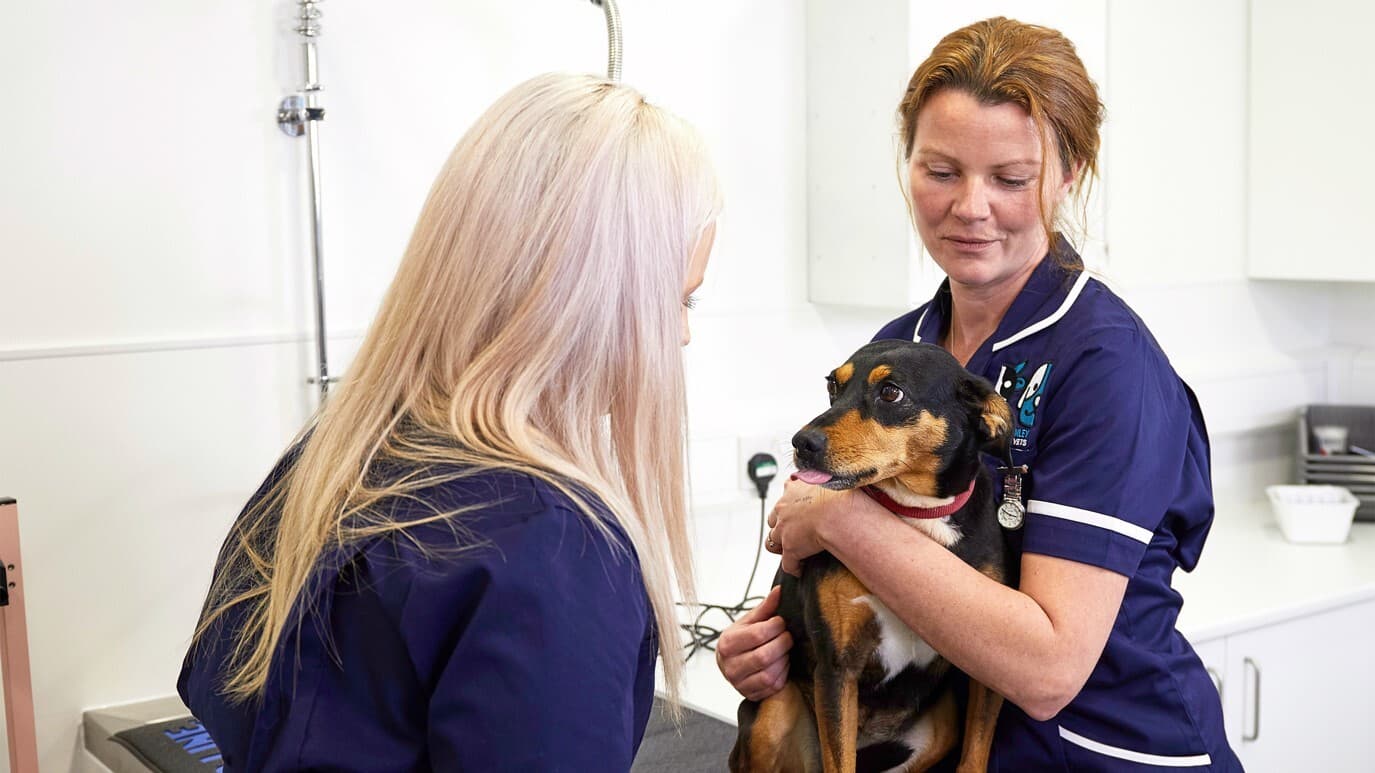 Veterinary nurses Emma and Stephanie tend to a dog at Morris & Plumley
