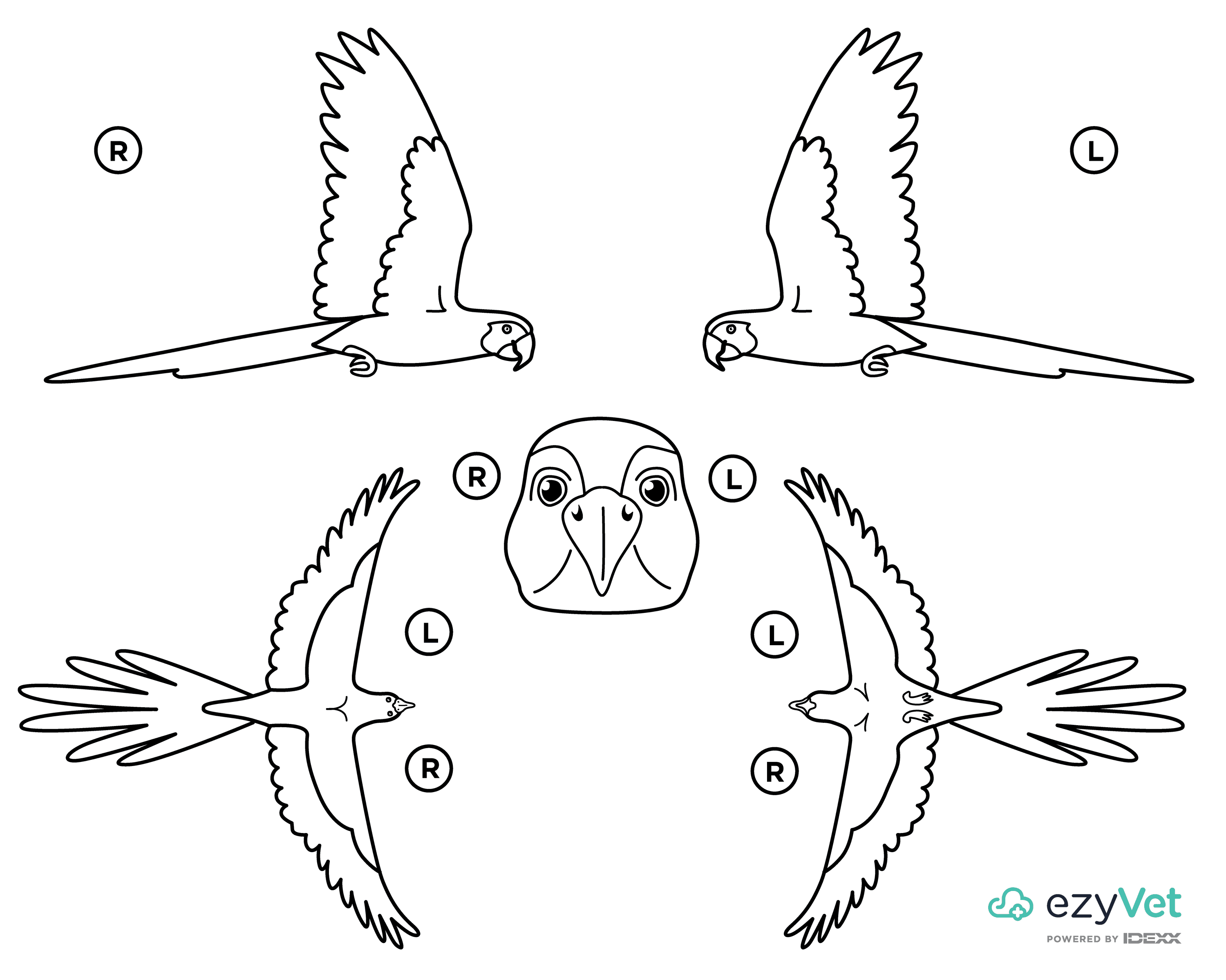 Parrot Avian Body Map