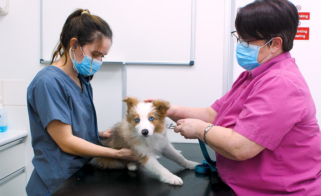 Pennard Vets team with husky puppy