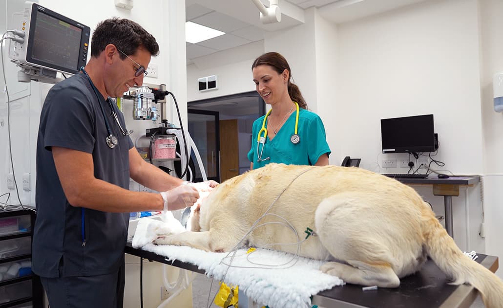 Veterinary team operating on a dog