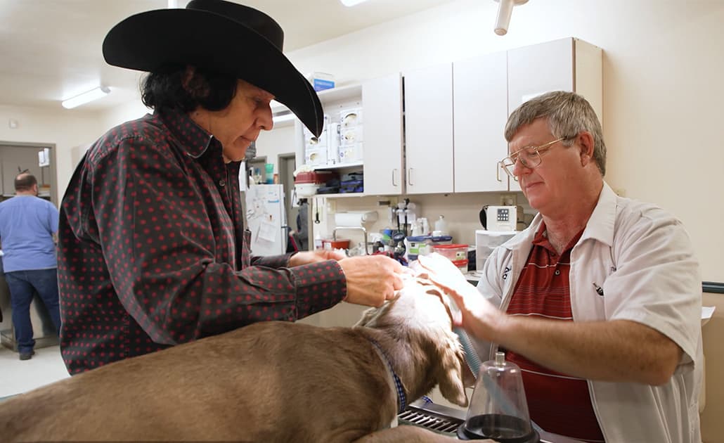 Vet with dog
