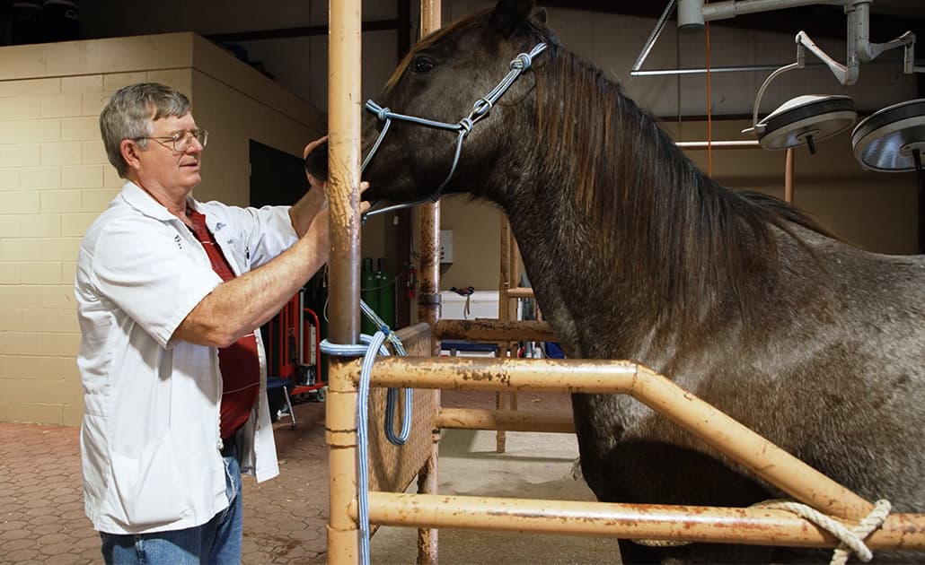 Vet with horse