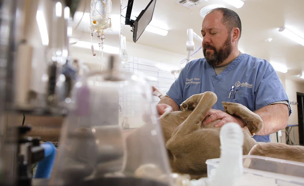 Vet tech with dog