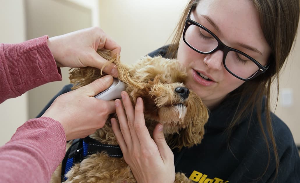Vet tech with dog