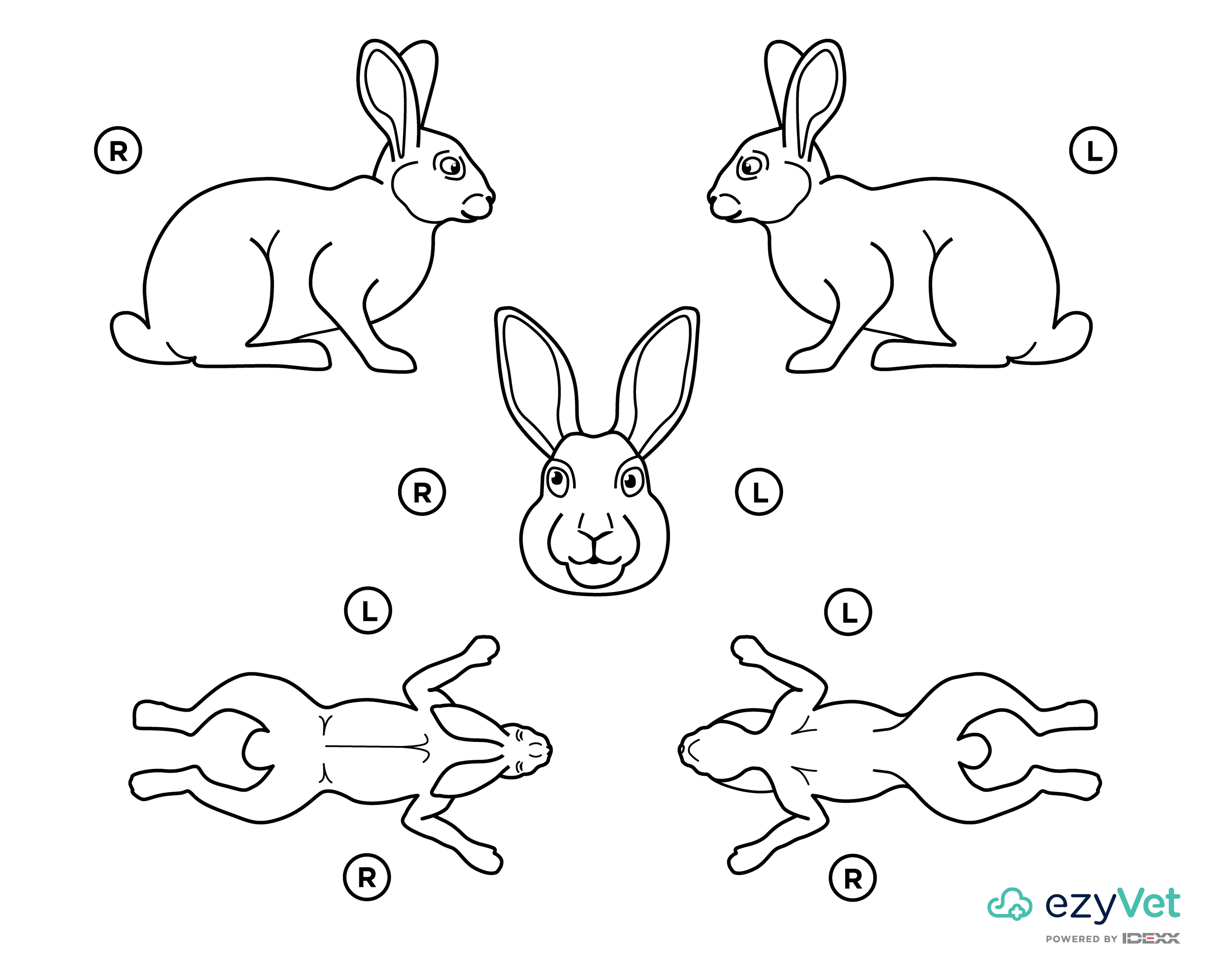 Rabbit Lapine Body Map for vets and annotation