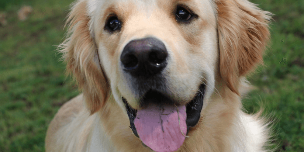 Ralph - Shai's Bhulas Golden Retriever