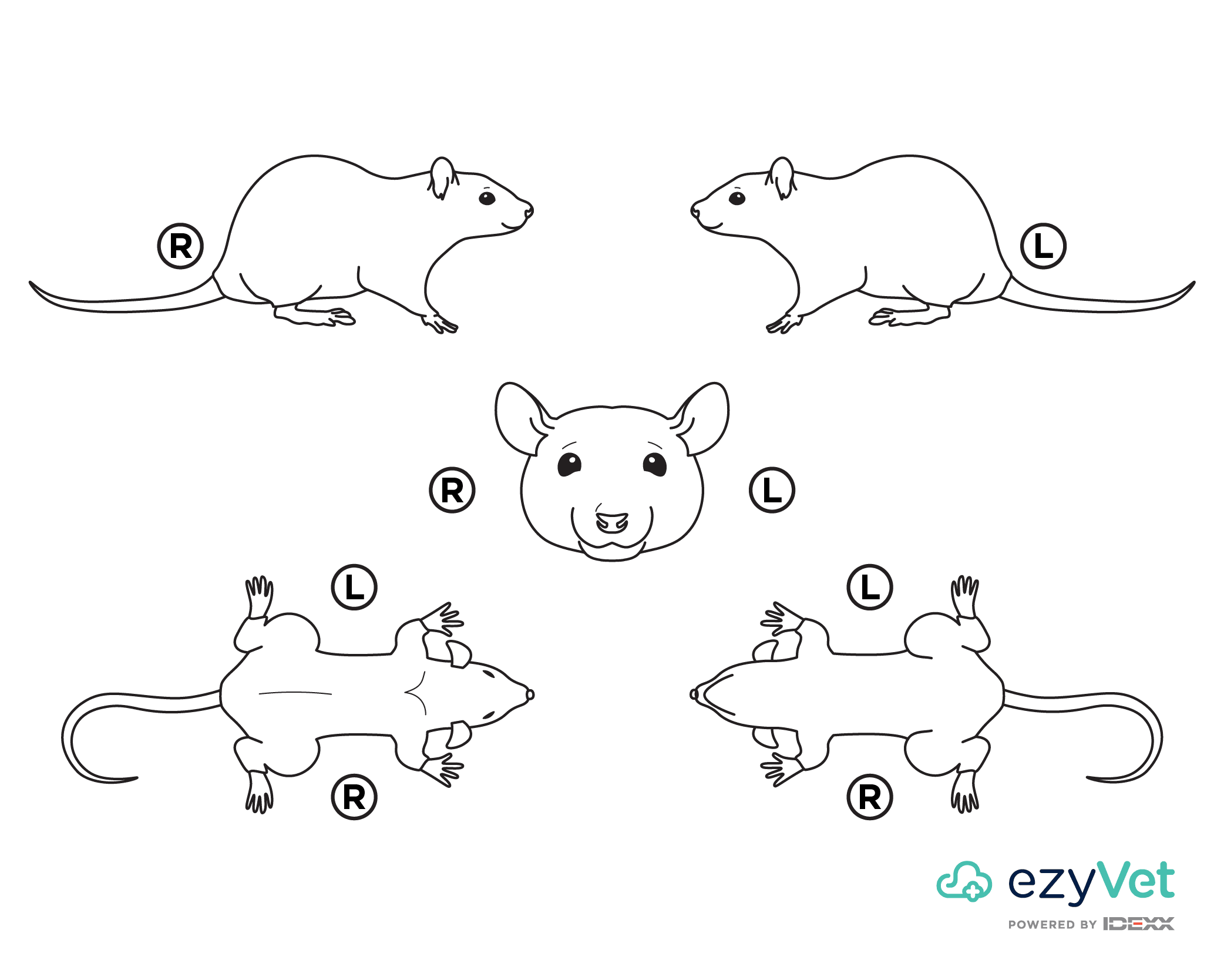 Rat Body Map for vets and annotation