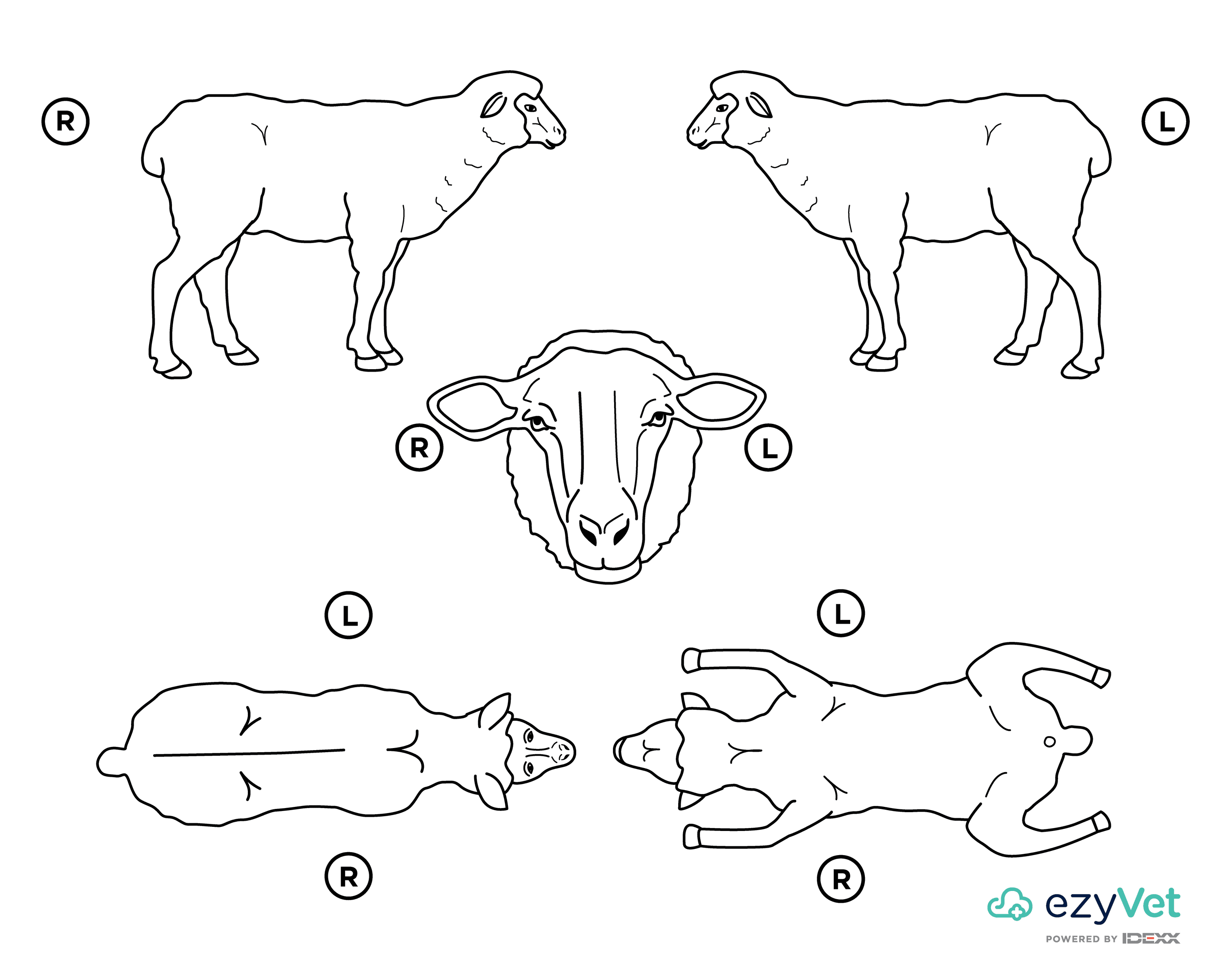 Sheep Ovine Body Map for vets and annotation