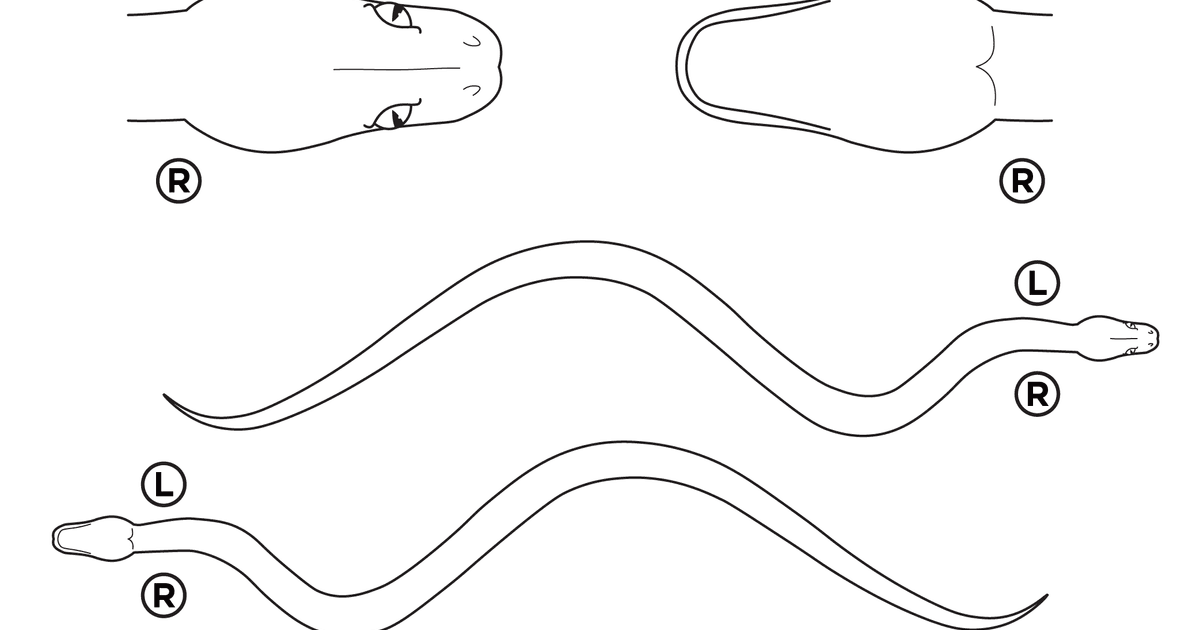 Snake body map | ezyVet