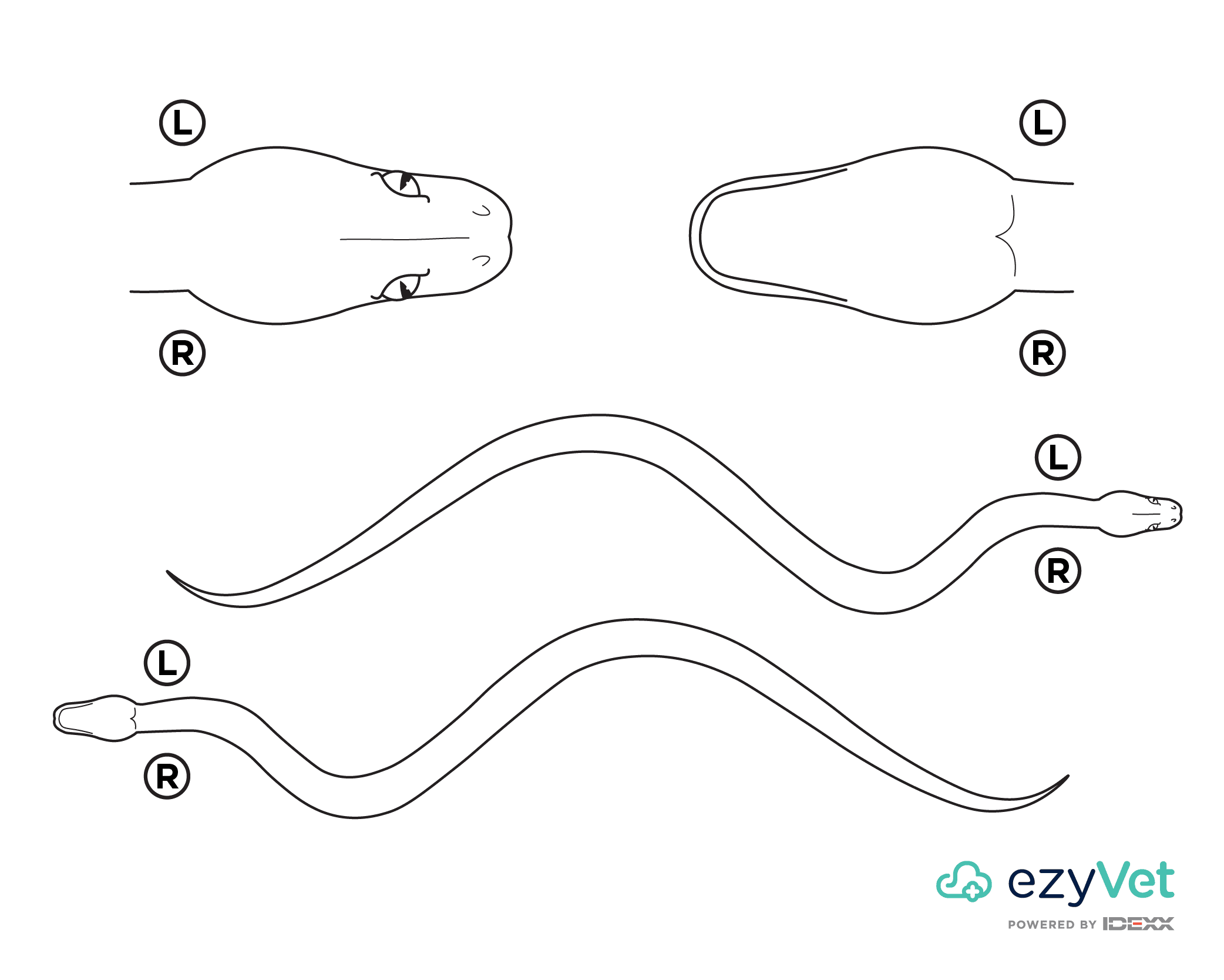 Snake Body Map for vets and annotation