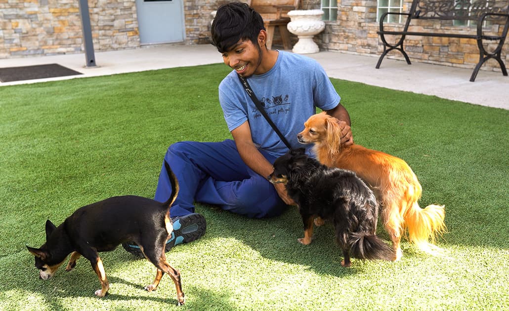 Playing with dogs