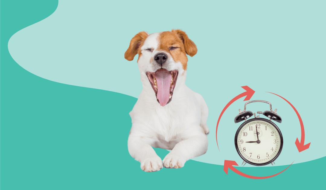 The 6 biggest time wasters in your veterinary practice - and how to fix them