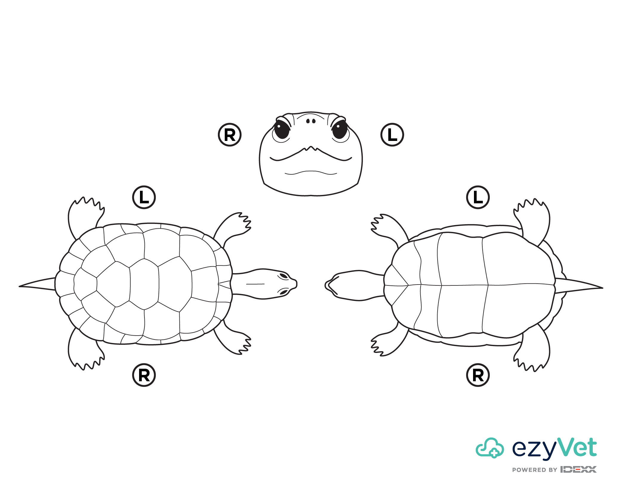 Freshwater turtle body map for vets and annotation