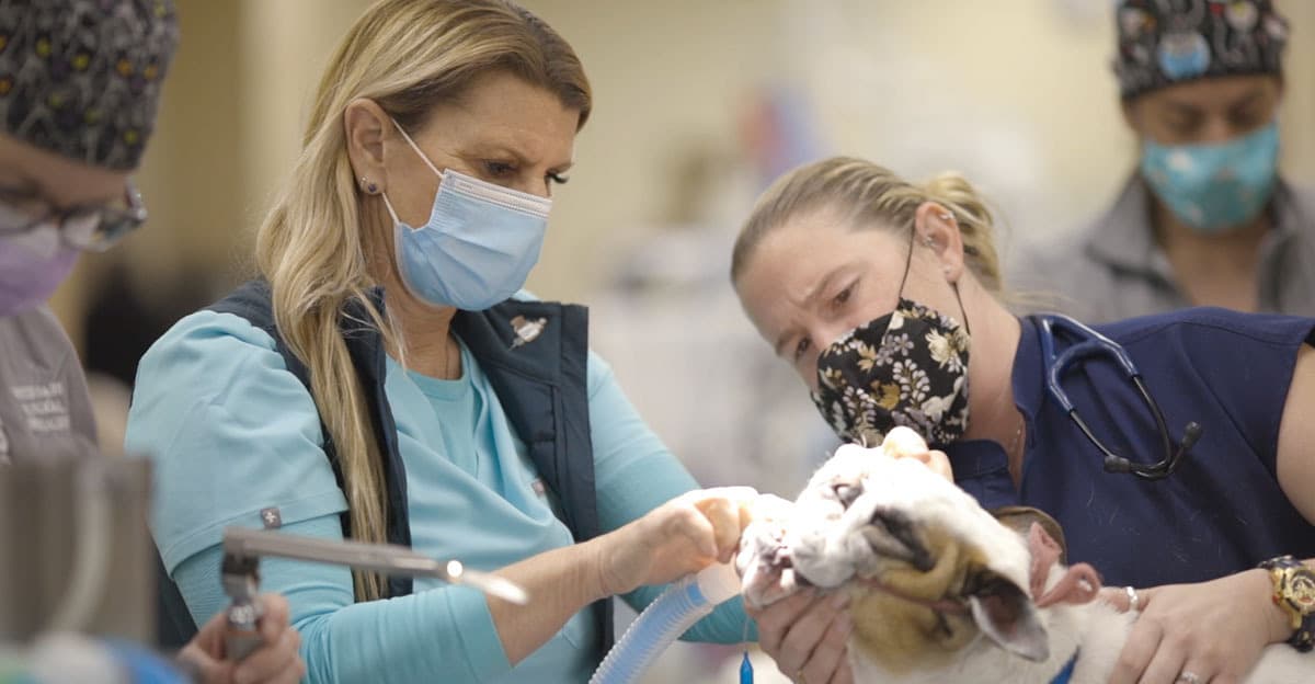 Dr Craig and RVT working on Bulldog