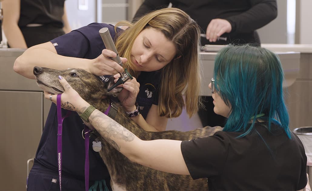 Windsong Veterinary Hospital team checking dog