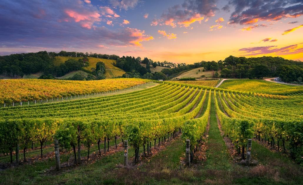 Adelaide vineyard