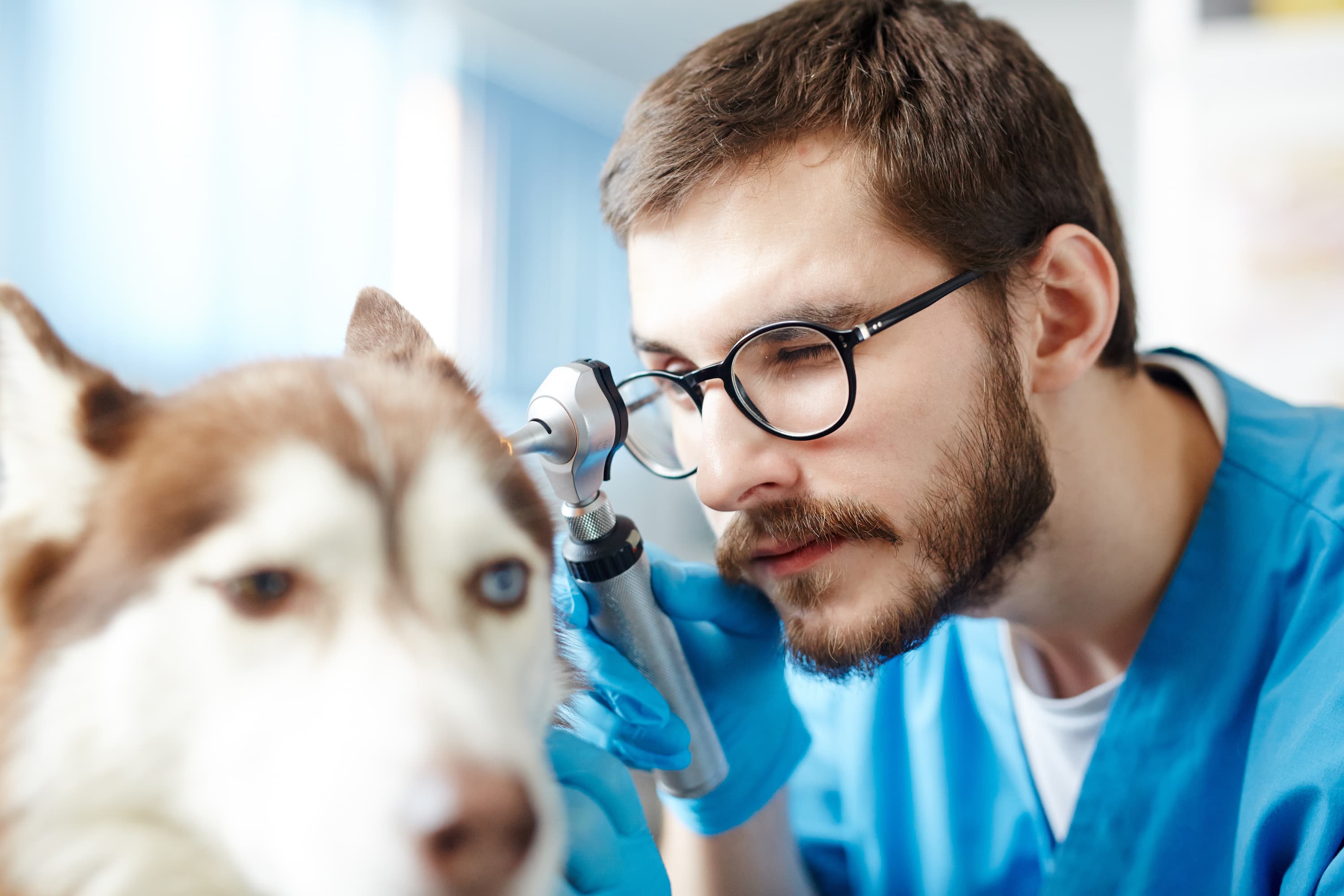 Cost to buy a veterinary practice