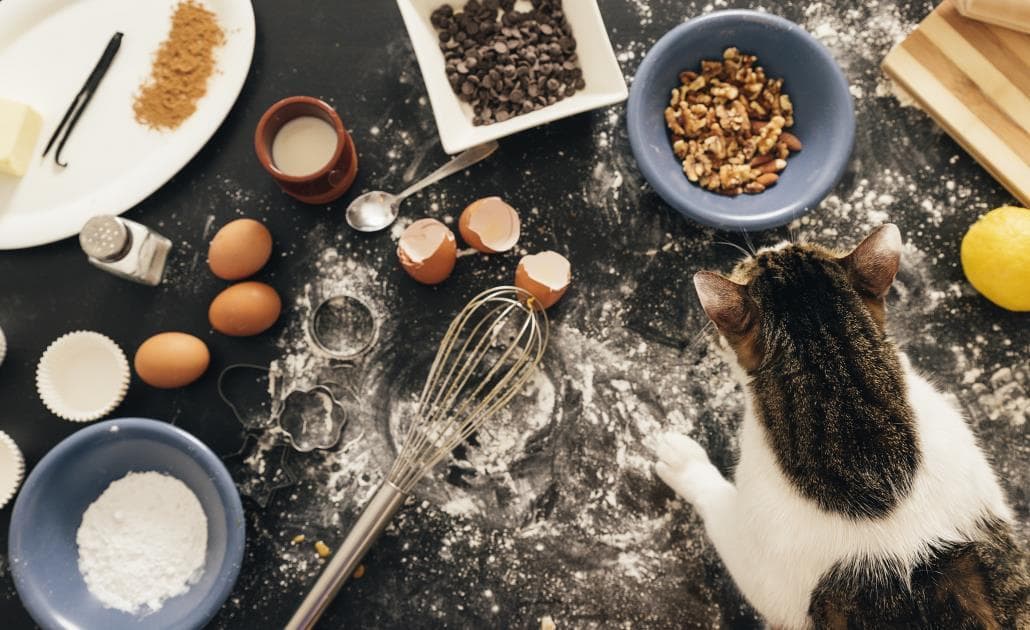 Cat eating leftover baking