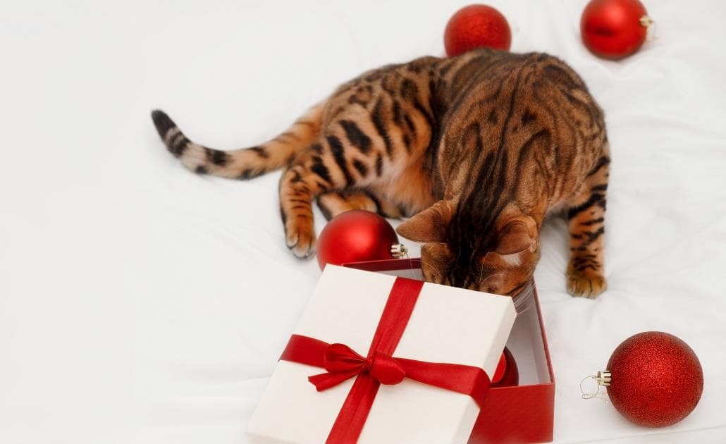 Cat looking in gift box
