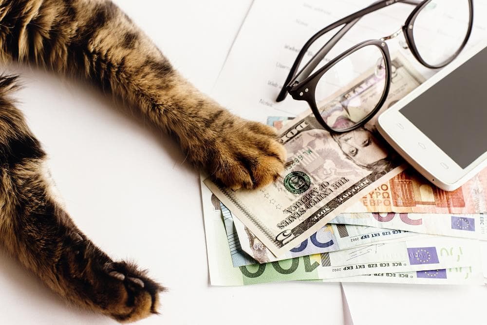 Cat on table with money