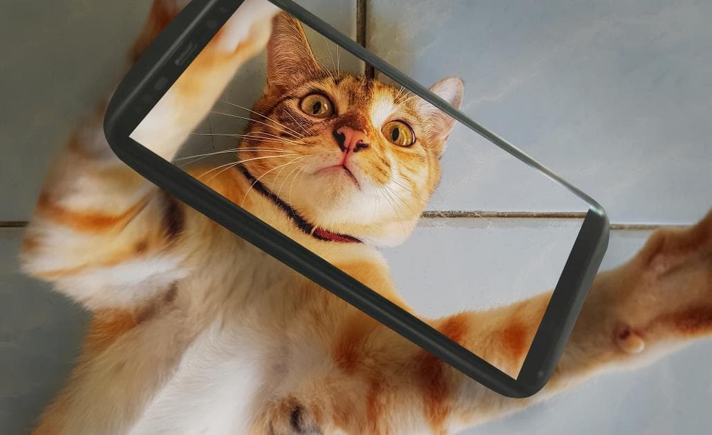 Cat taking a selfie