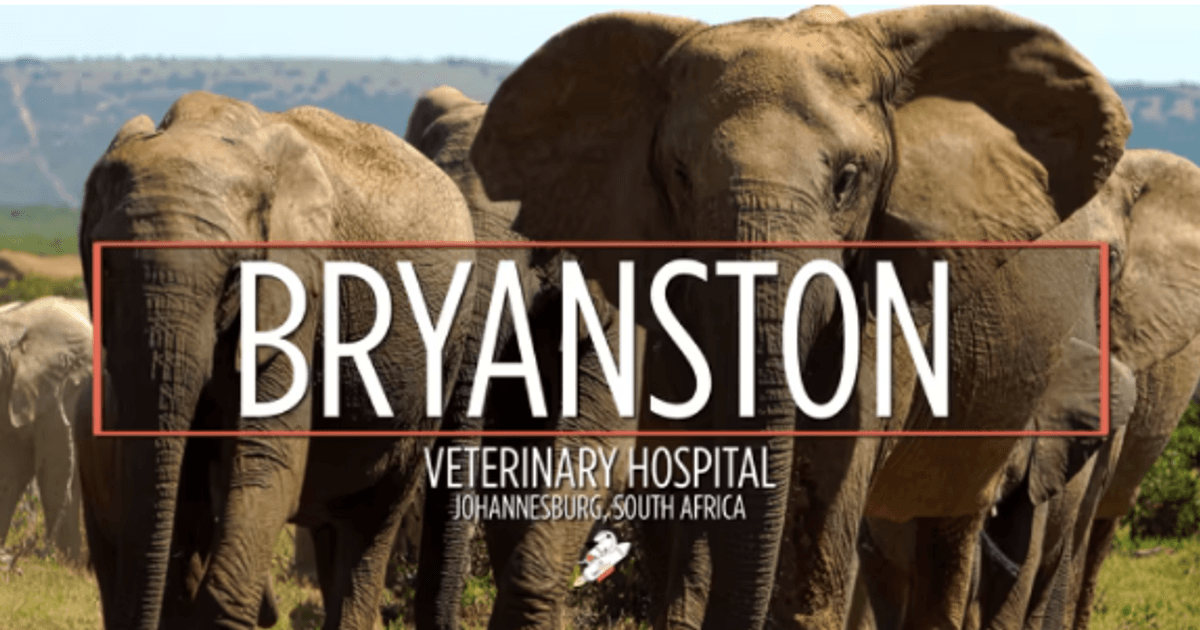Bryanston vet best sale 24 hours