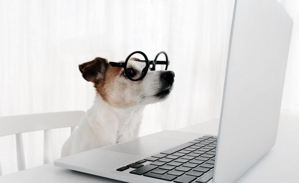 Dog in glasses looking at a laptop