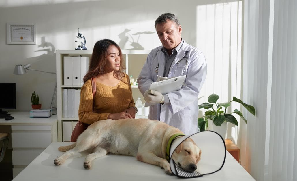 Dog owner visiting veterinarian