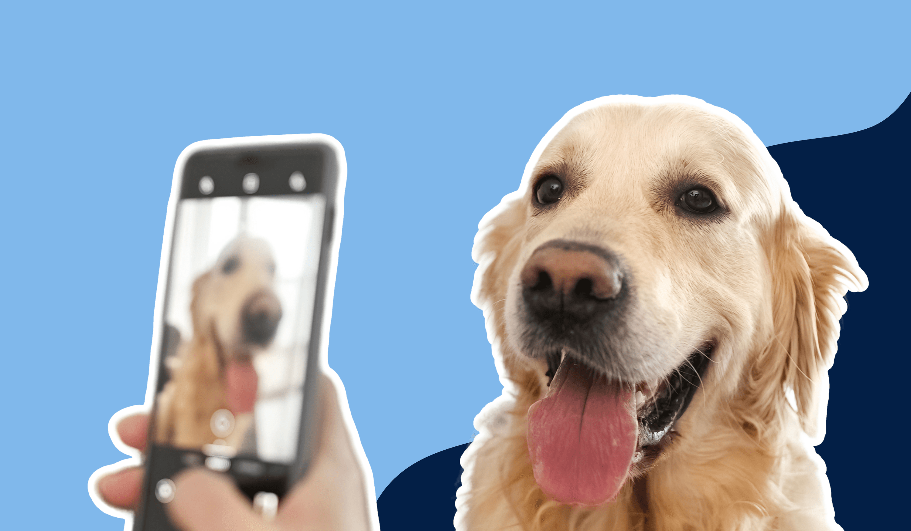 Dog photography