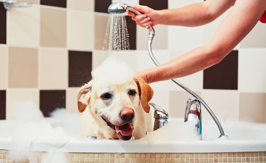 Dog taking a bath